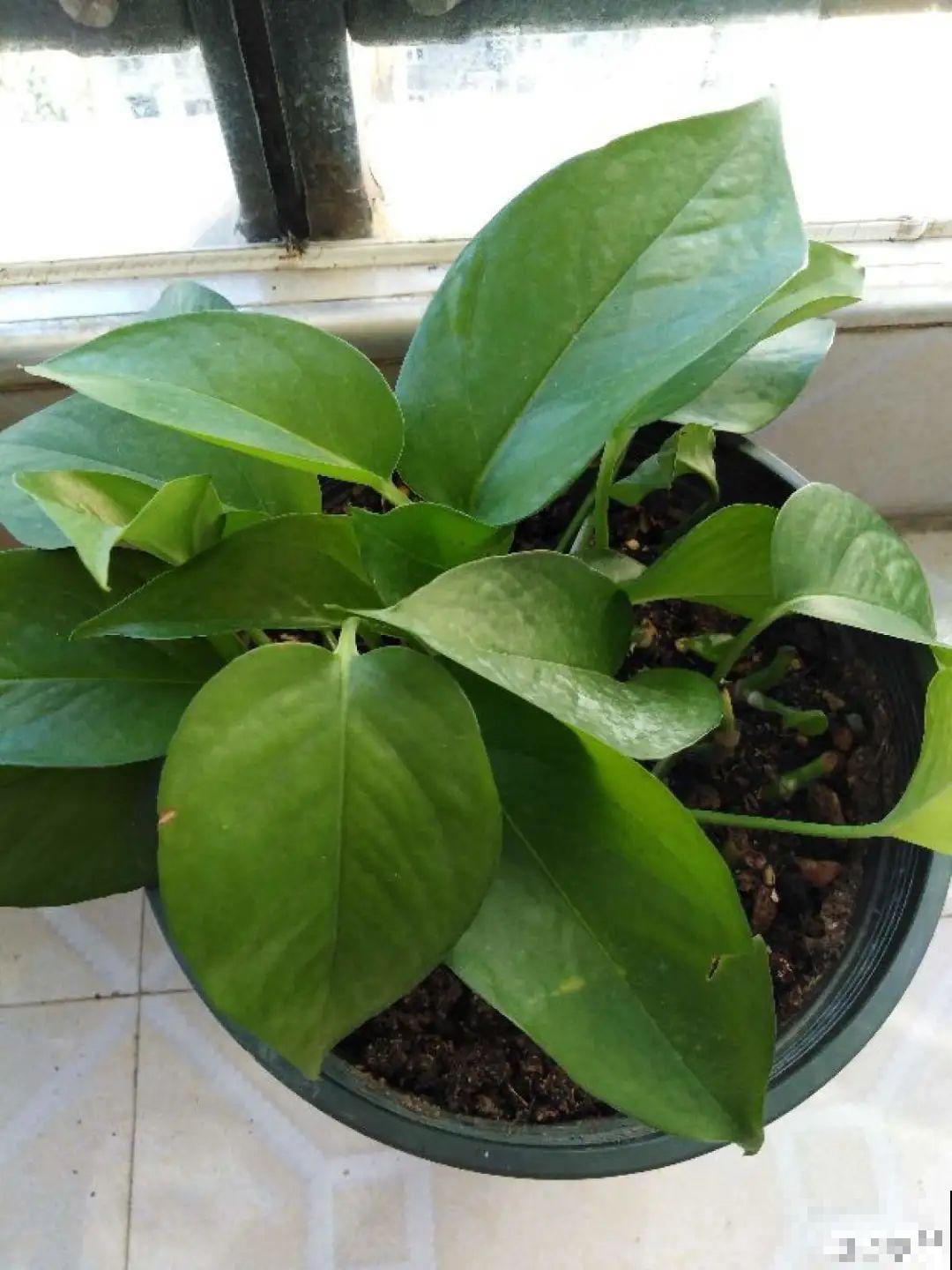 8种花，越热越扦插，大白根呼呼冒