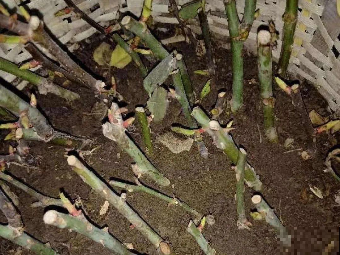 6月份赶紧扦插，学会方法，巧变扦插金手指