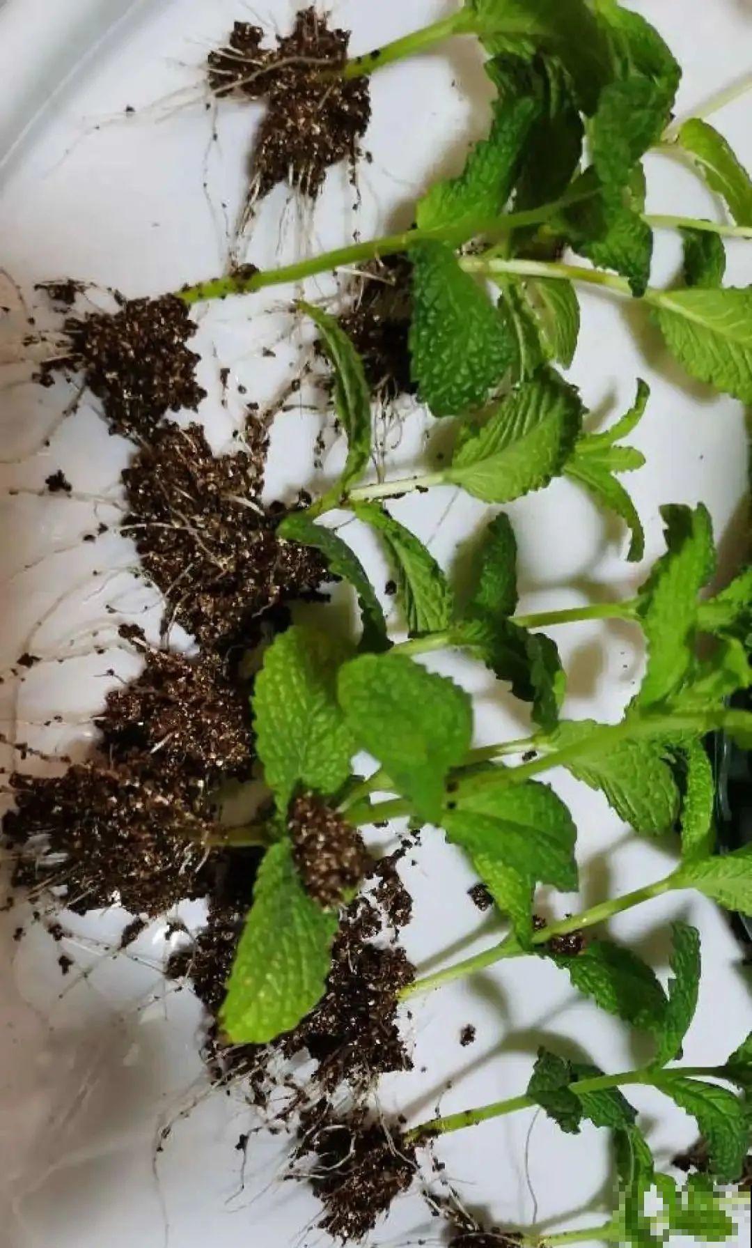 8种花，越热越扦插，大白根呼呼冒