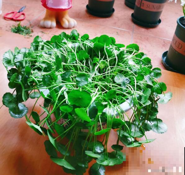 要金钱还是要铜钱，金钱草和铜钱草养哪个最好？