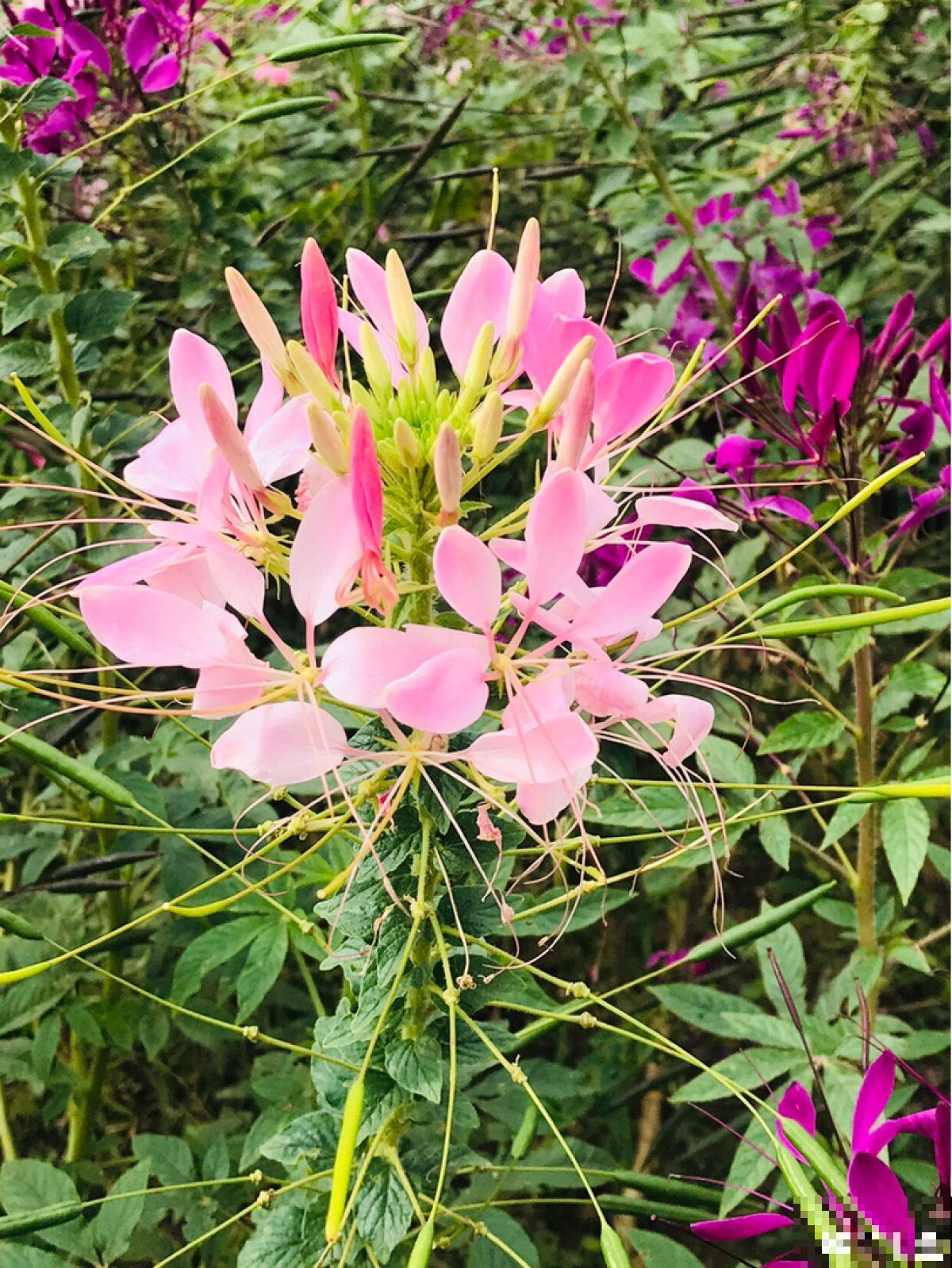 有“商业价值”的植物,绿化带里天天见,不愧是“有颜有市场” 有“商业价值”的植物,绿化带里天天见,不愧是“有颜有市场”