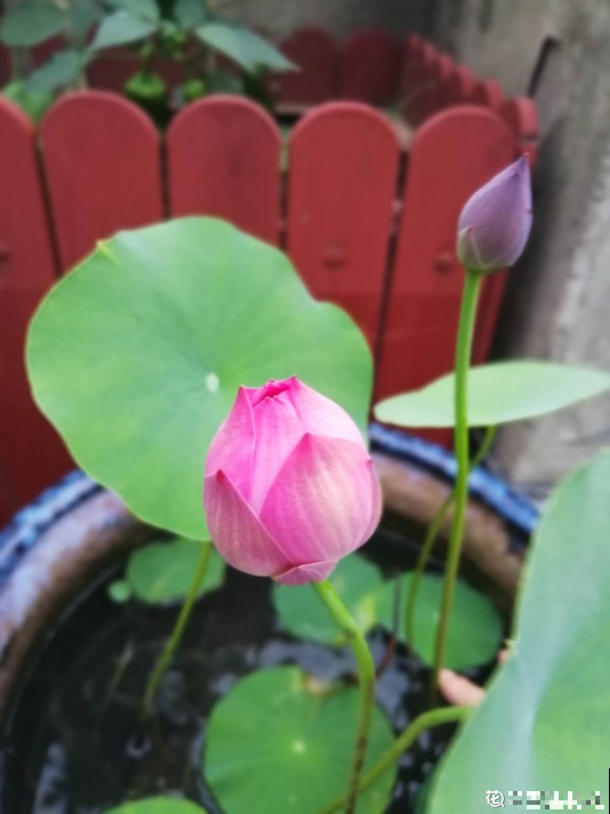 家有水缸别闲置,种种莲花,开满一盆无压力 家有水缸别闲置,种种莲花,开满一盆无压力