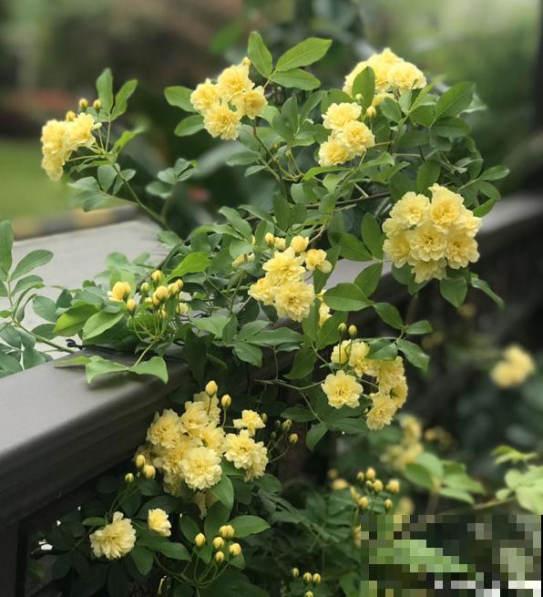 墙面大改造！种上4种爬墙花，我家的院墙成了拍照景点……