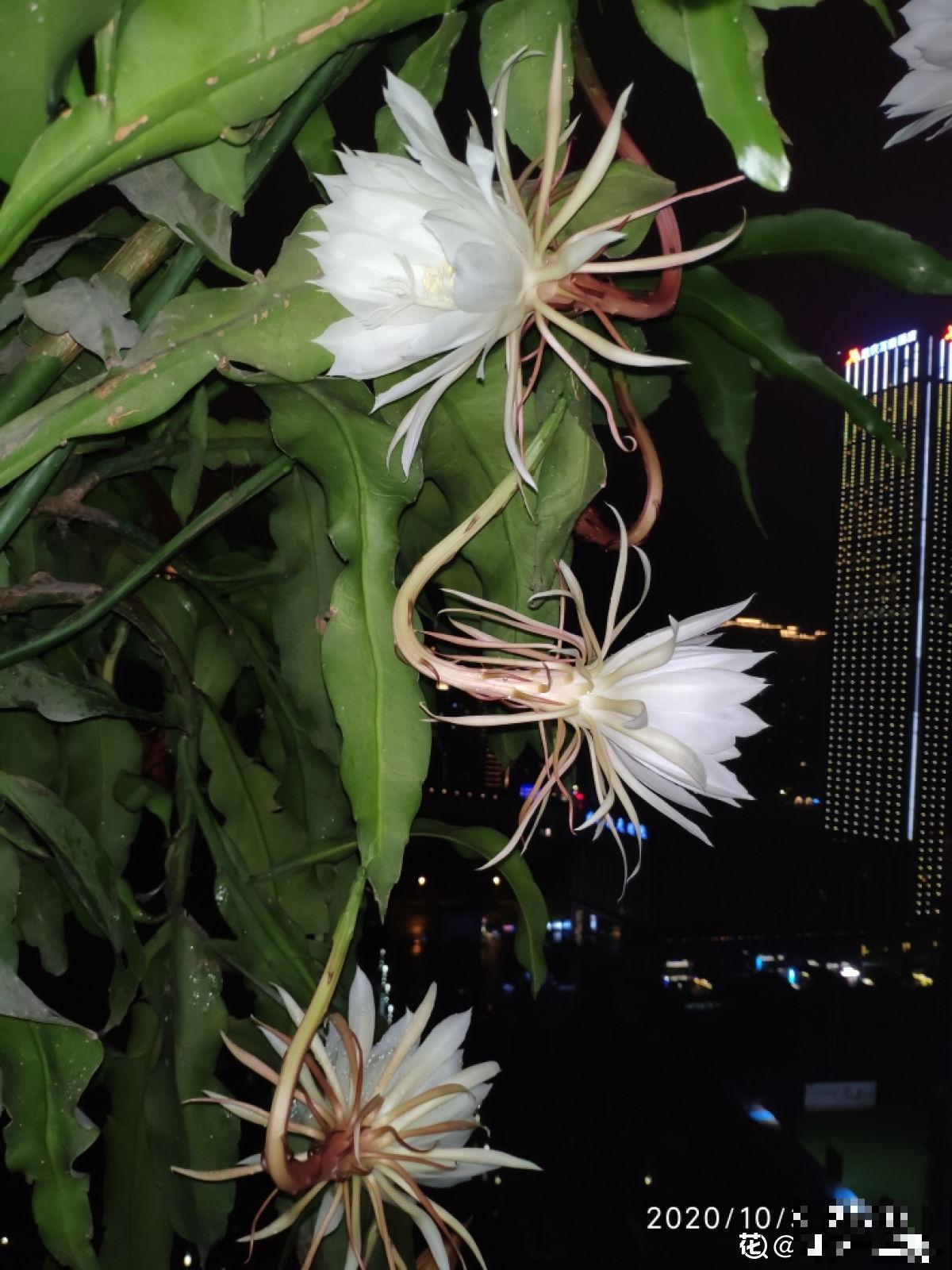 神秘莫测的昙花，秋季午夜才会开花，你见过吗