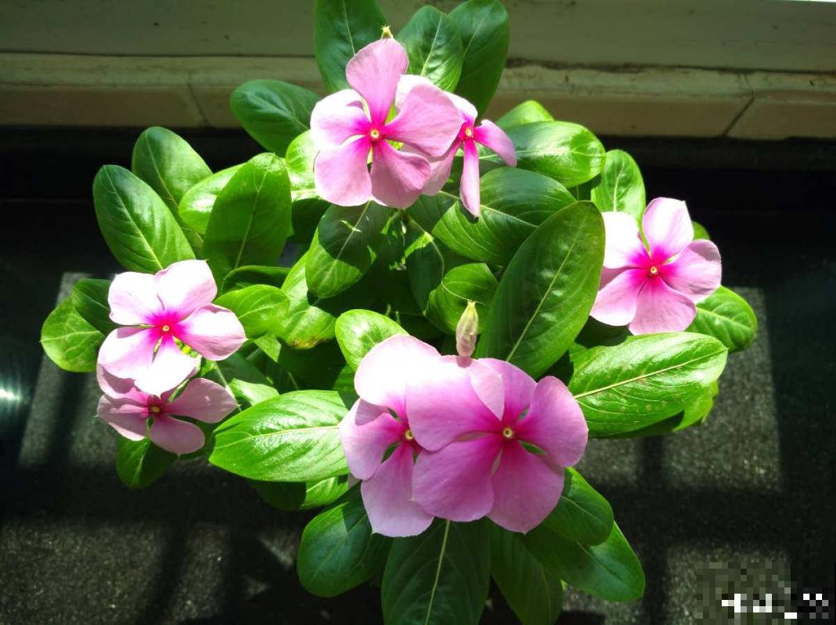 4种有毒花常在身边，还是得小心点，中毒就麻烦了