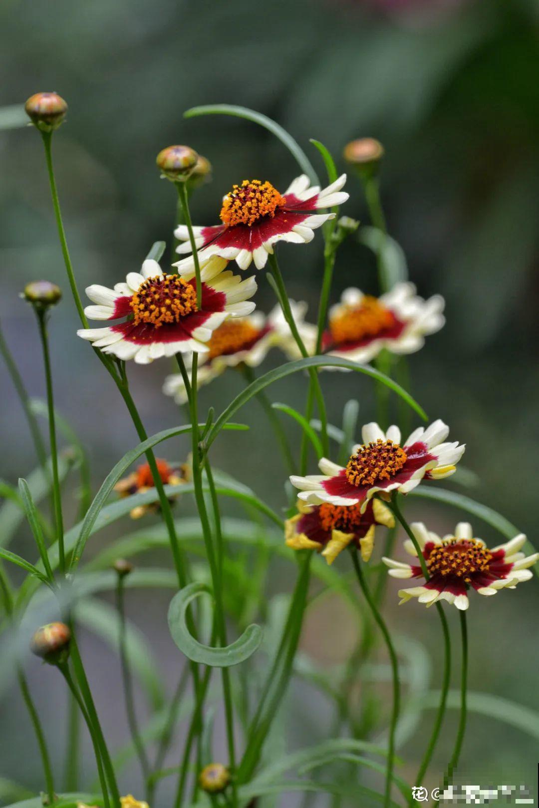 有个小院种种菜,养点花草,忘记半生喧嚣 有个小院种种菜,养点花草,忘记半生喧嚣
