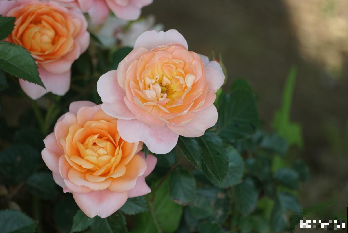 植物中的“变脸怪”,一天的时间就变色,究竟是为啥 植物中的“变脸怪”,一天的时间就变色,究竟是为啥