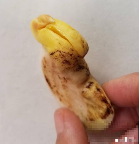 不用买种子，吃完就能种，还你一棵芒果树