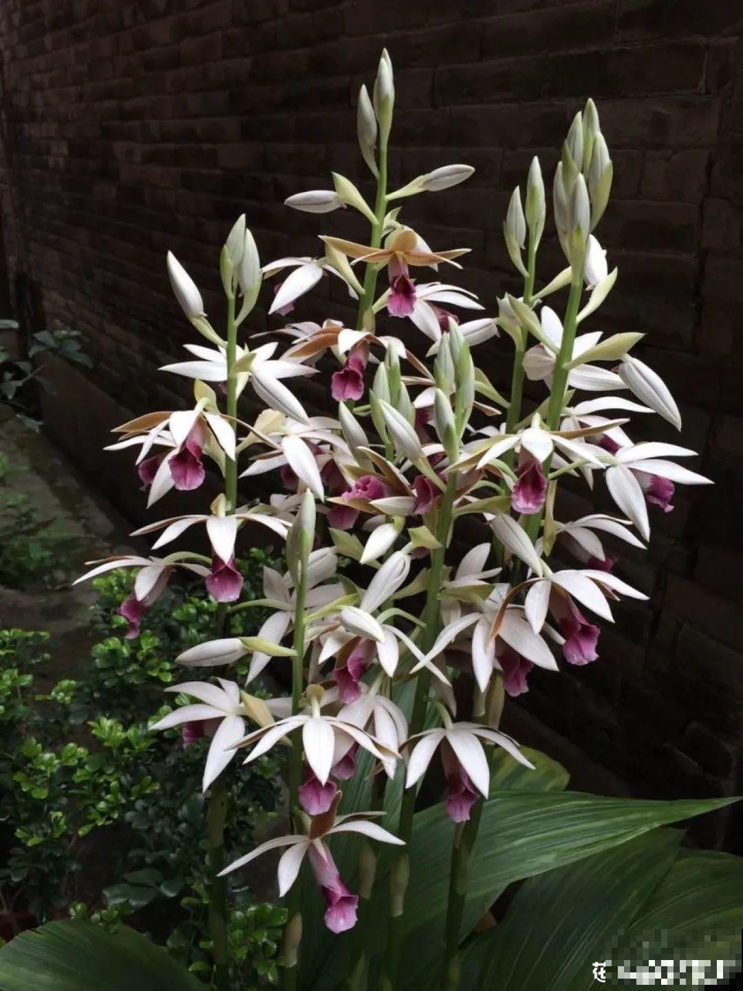 仙气飘飘的花，颜值高、花期长，养一盆不亏