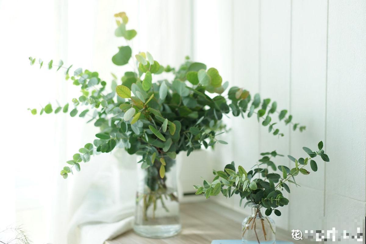 夏天新宠尤加利，养护花样多，土培水培两不误