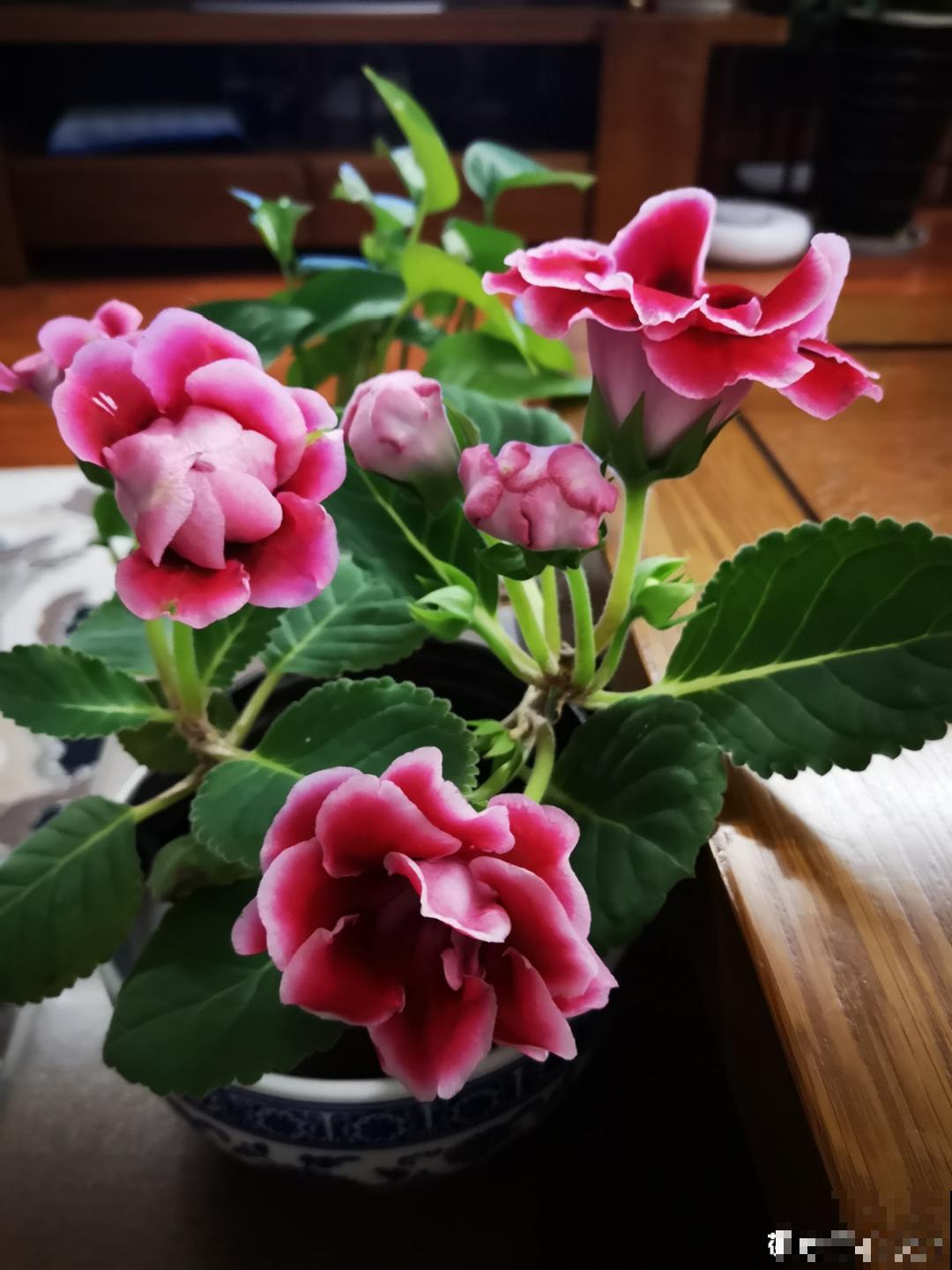 30℃以上，10种花就先别养了，买一盆死一盆，别怪我没提醒你