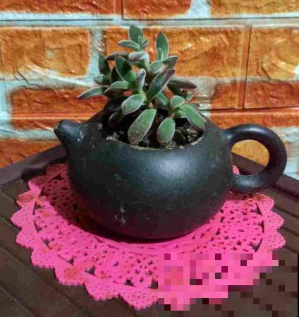 水壶还能养植物?只要3步,看看大家咋养的 水壶还能养植物?只要3步,看看大家咋养的