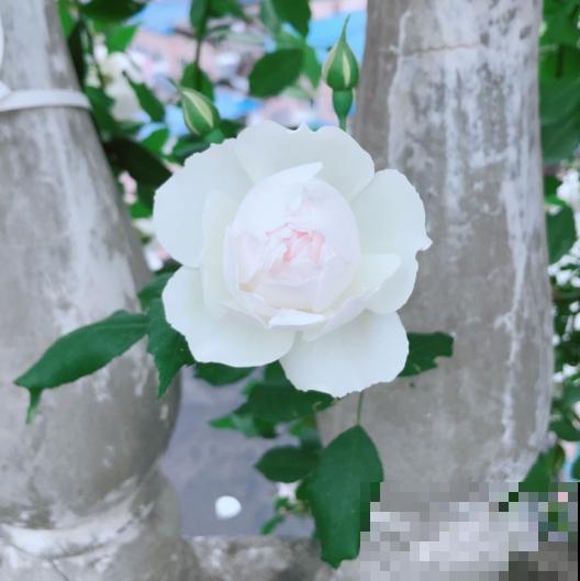 秋天“花骗子”真多,看到这4种花要谨慎,小心上当受骗 秋天“花骗子”真多,看到这4种花要谨慎,小心上当受骗