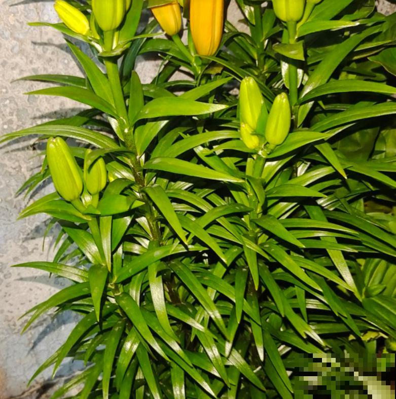 有故事的花，不在于多么金贵