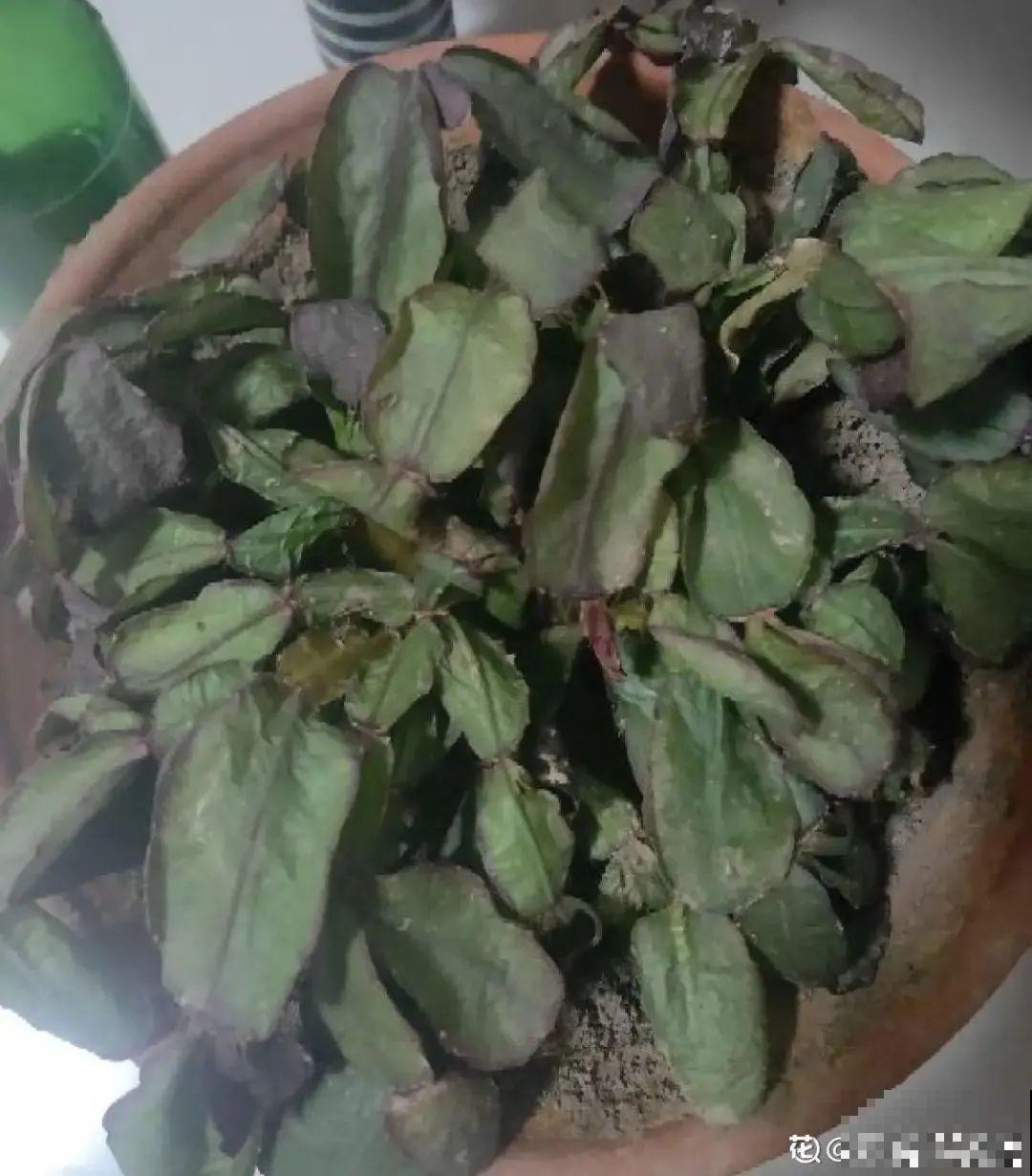 9种花,夏天休眠了,一定少浇水,否则越浇越死 9种花,夏天休眠了,一定少浇水,否则越浇越死