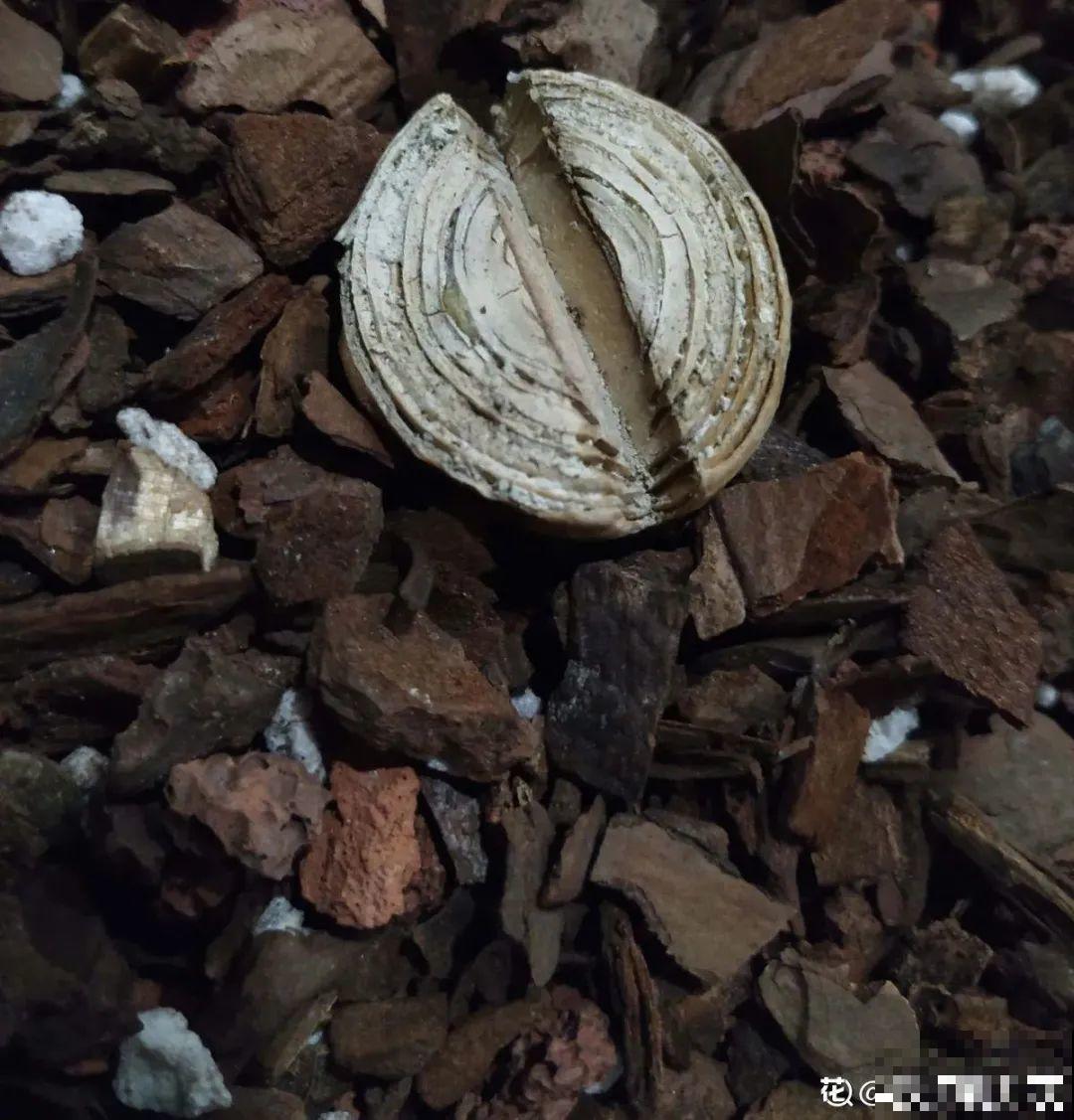 6种花夏天难养，贴土面砍一刀，新芽呼呼冒