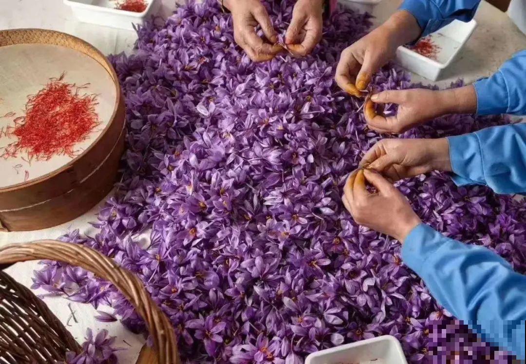 上千块一斤的花,名贵得很,自己在家也能种 上千块一斤的花,名贵得很,自己在家也能种