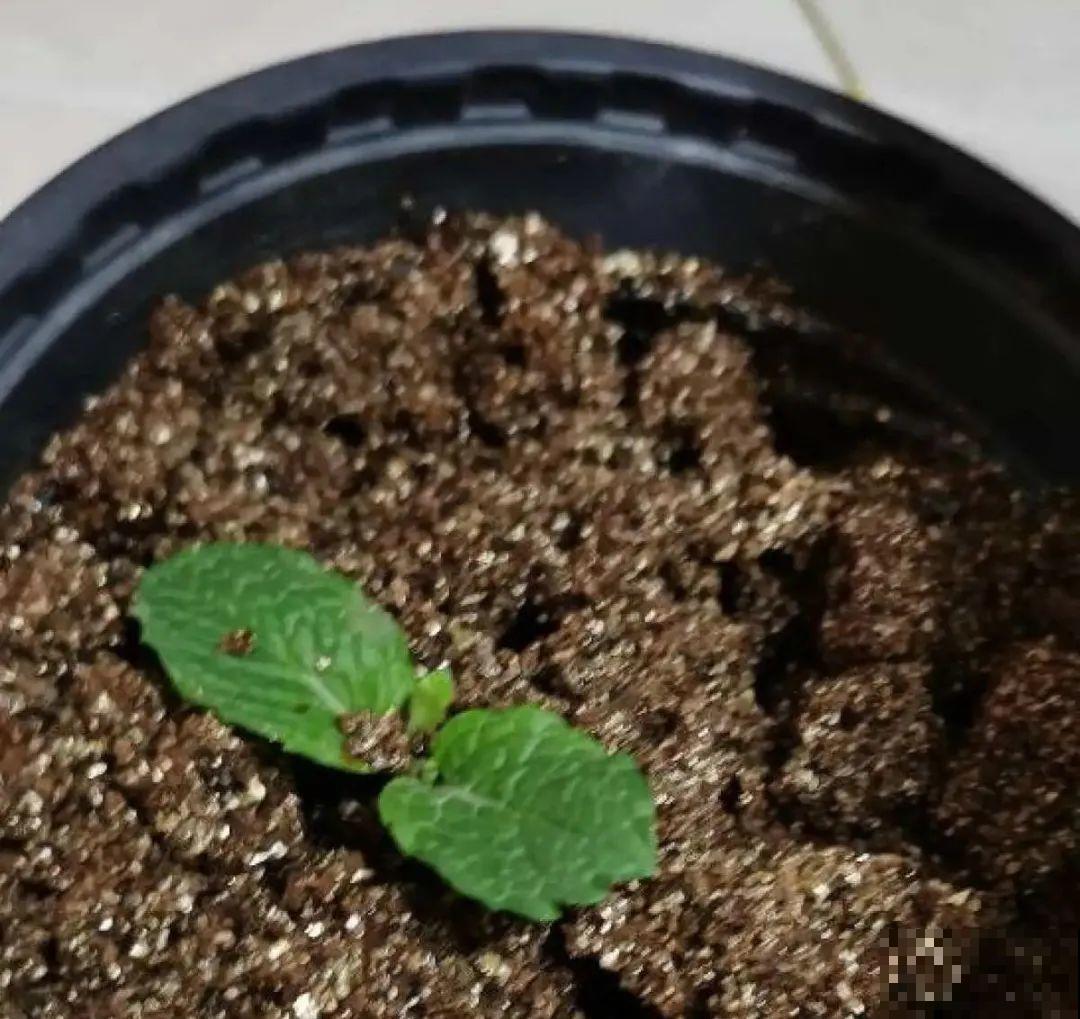 8种花，越热越扦插，大白根呼呼冒