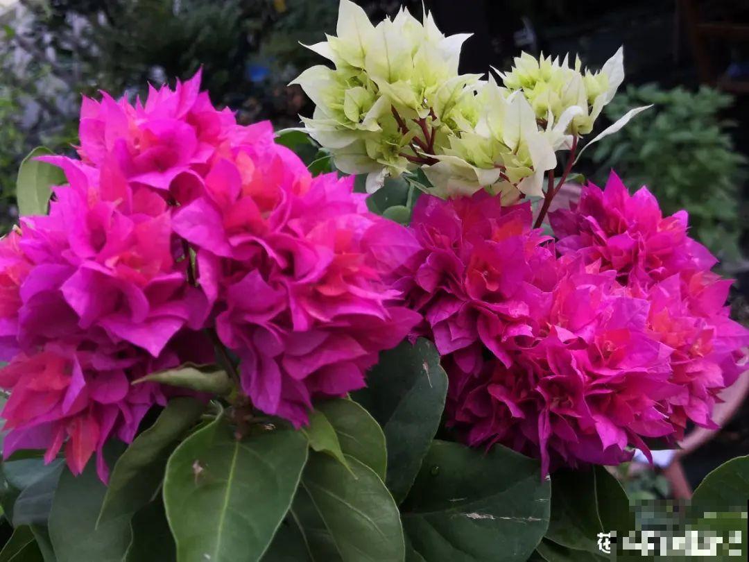 6种花耐高温，夏天也能养开花