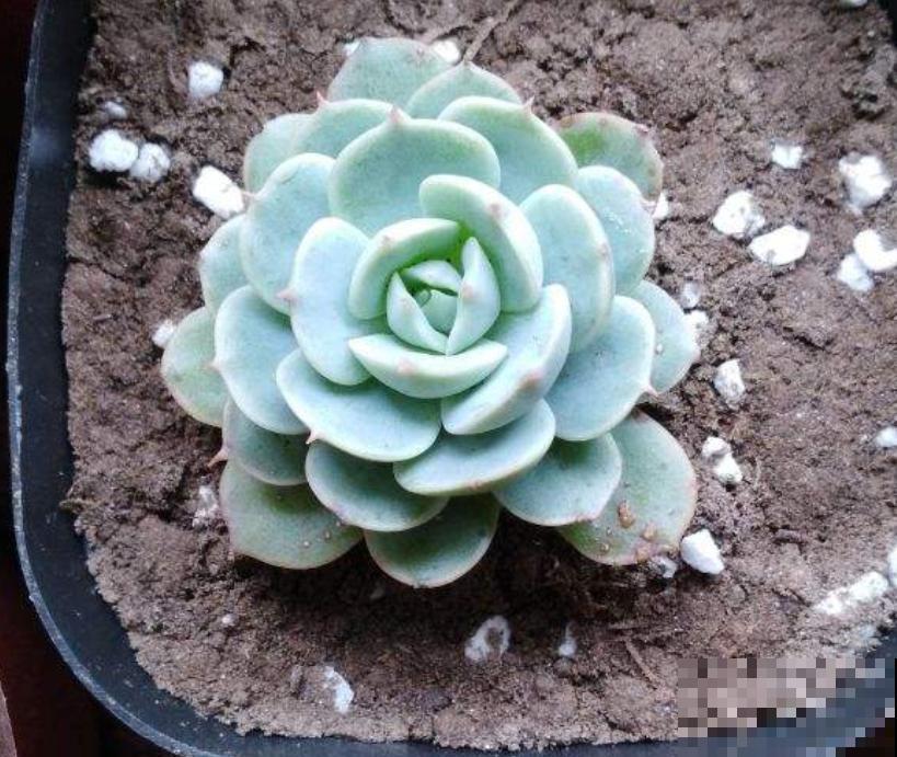 天热懒人养花必备的3种花，非常好打理，花点心思就能活