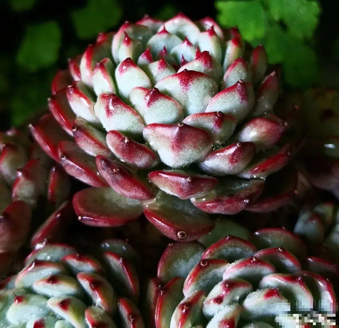 夏天养多肉，别人的绿徒摊，她的却美萌艳，太美了