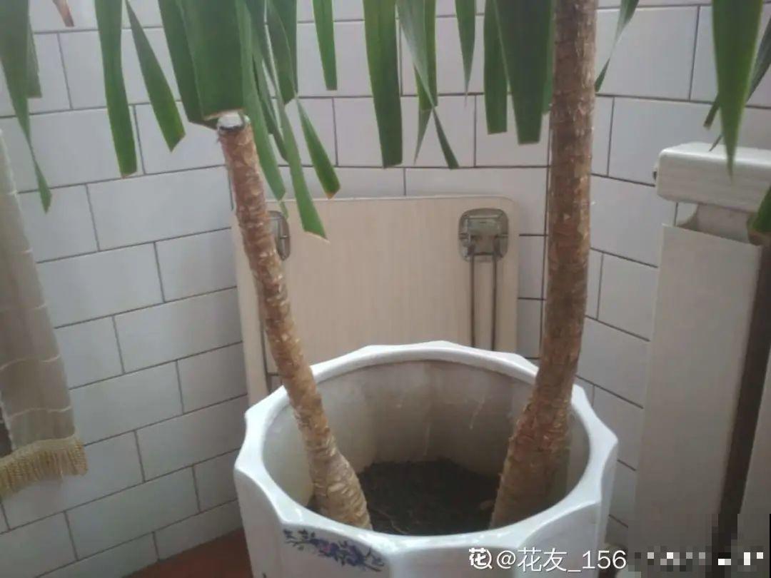 6种花夏天难养，贴土面砍一刀，新芽呼呼冒