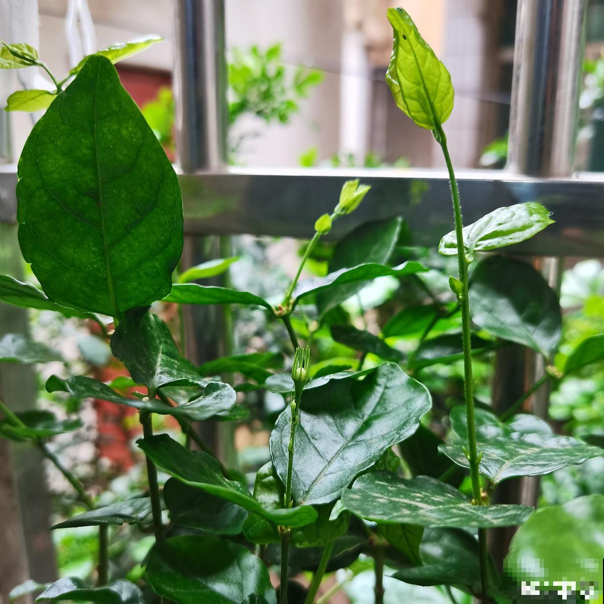 高温潮湿不宜养花?简单5步,打造“茉莉天堂” 高温潮湿不宜养花?简单5步,打造“茉莉天堂”