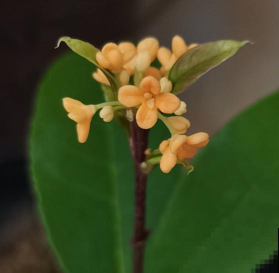 4种便宜花,年限越长越金贵,养好了能当成传家宝 4种便宜花,年限越长越金贵,养好了能当成传家宝