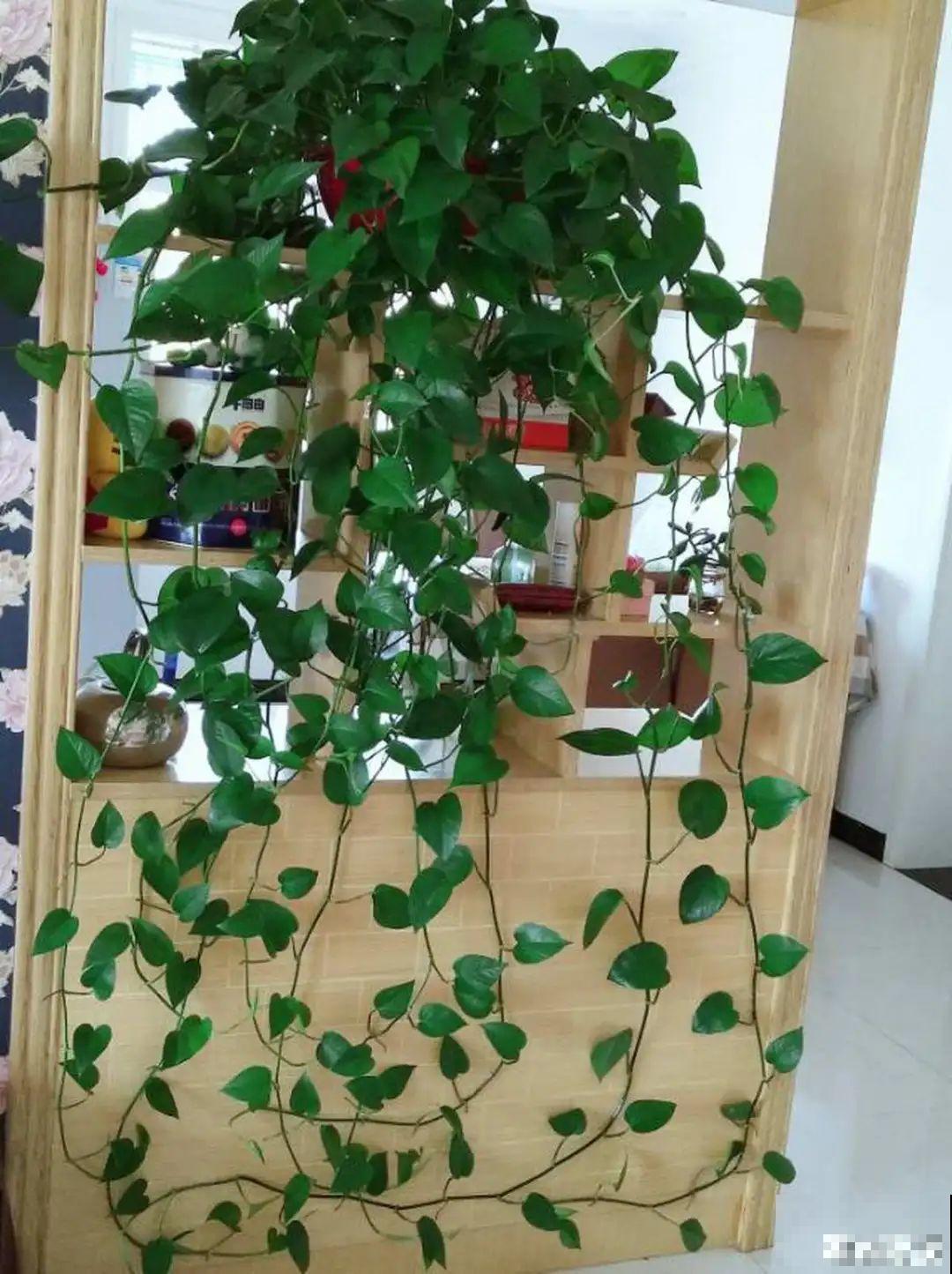 夏天看见气生根,赶紧剪下来,插土里就活 夏天看见气生根,赶紧剪下来,插土里就活