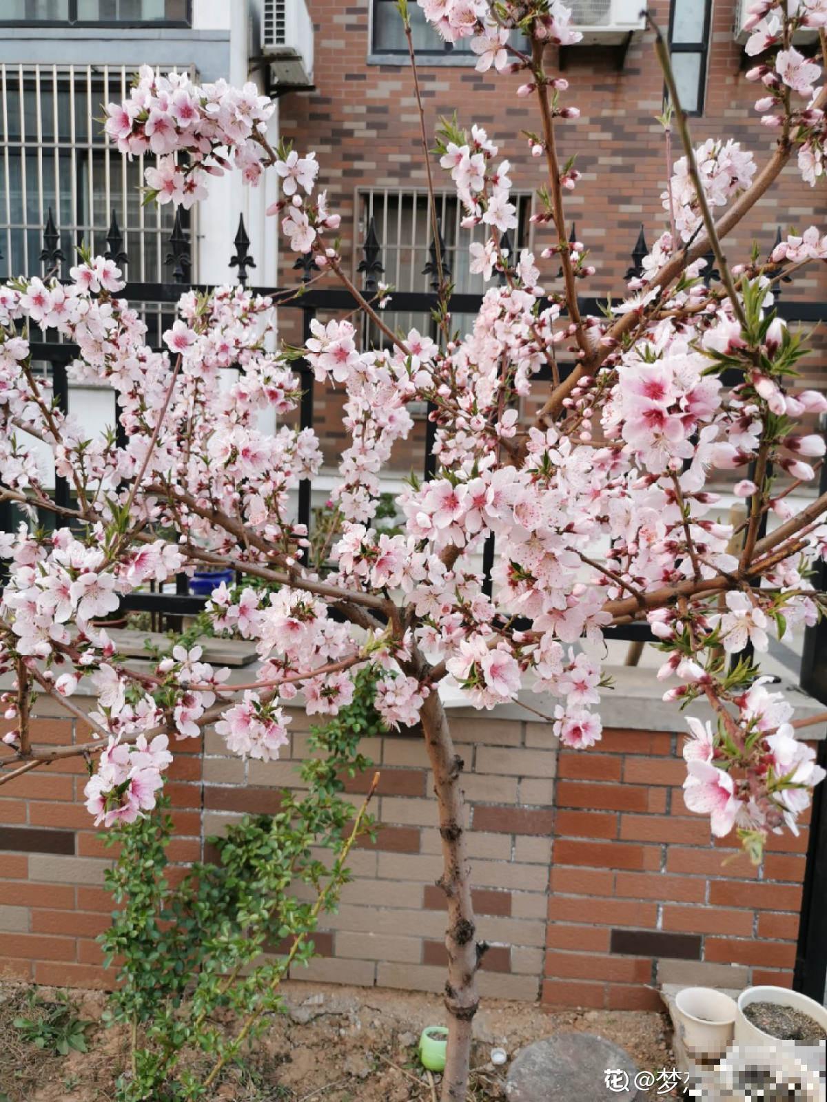 桃树扦插总不活,掌握3个要点,扦插比嫁接生长更迅速 桃树扦插总不活,掌握3个要点,扦插比嫁接生长更迅速