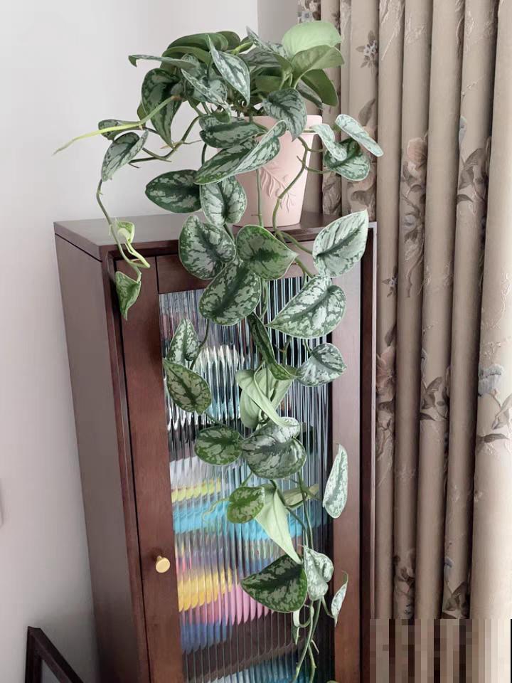 10种花,看着贵气有格调,实际价格很便宜 10种花,看着贵气有格调,实际价格很便宜