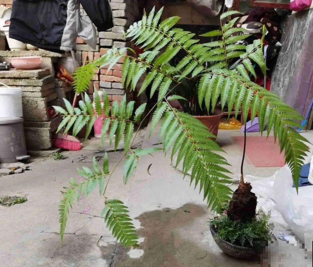 看到稀奇花，不认识的别去挖，可能会触犯法律