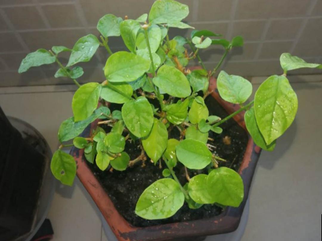 9个开花劳模，施肥不能停，不然越养越差劲