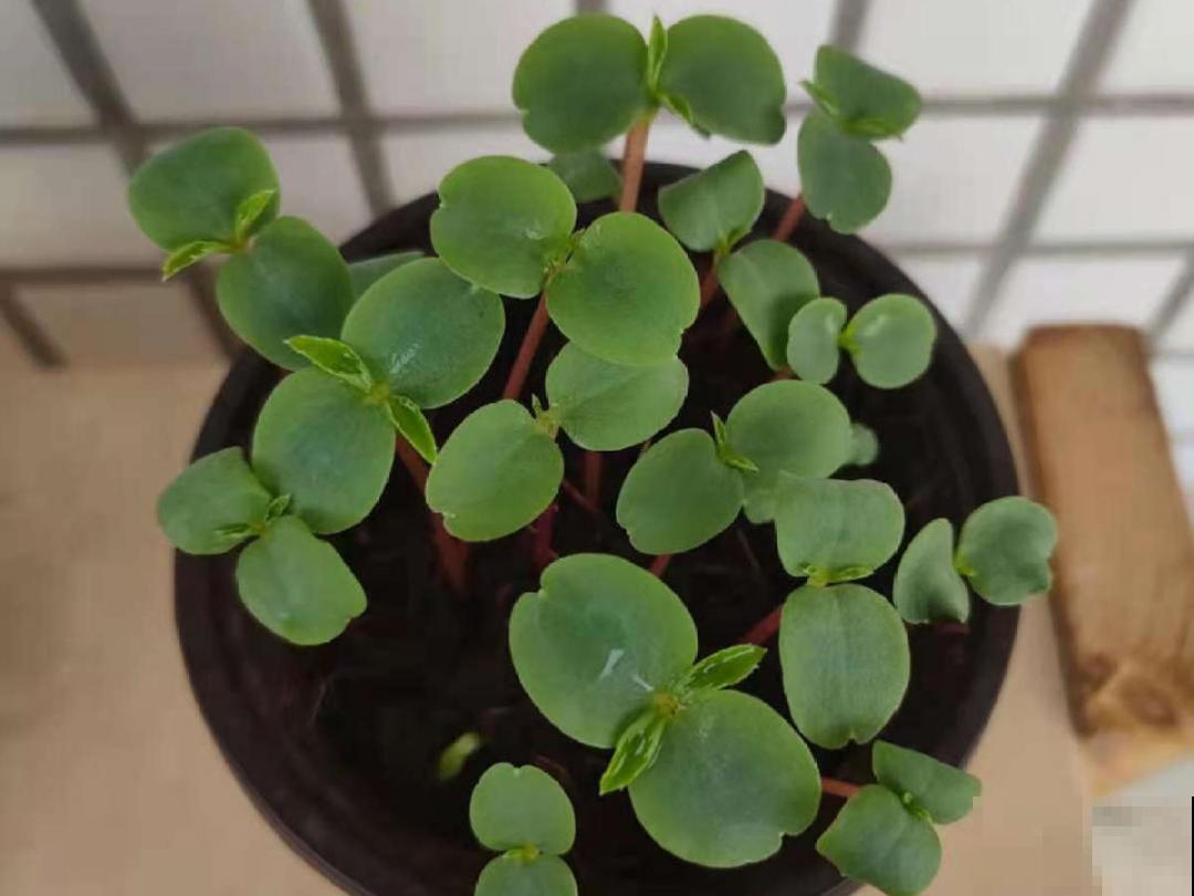 10种花开完不要剪，等20天之后，1盆变多盆