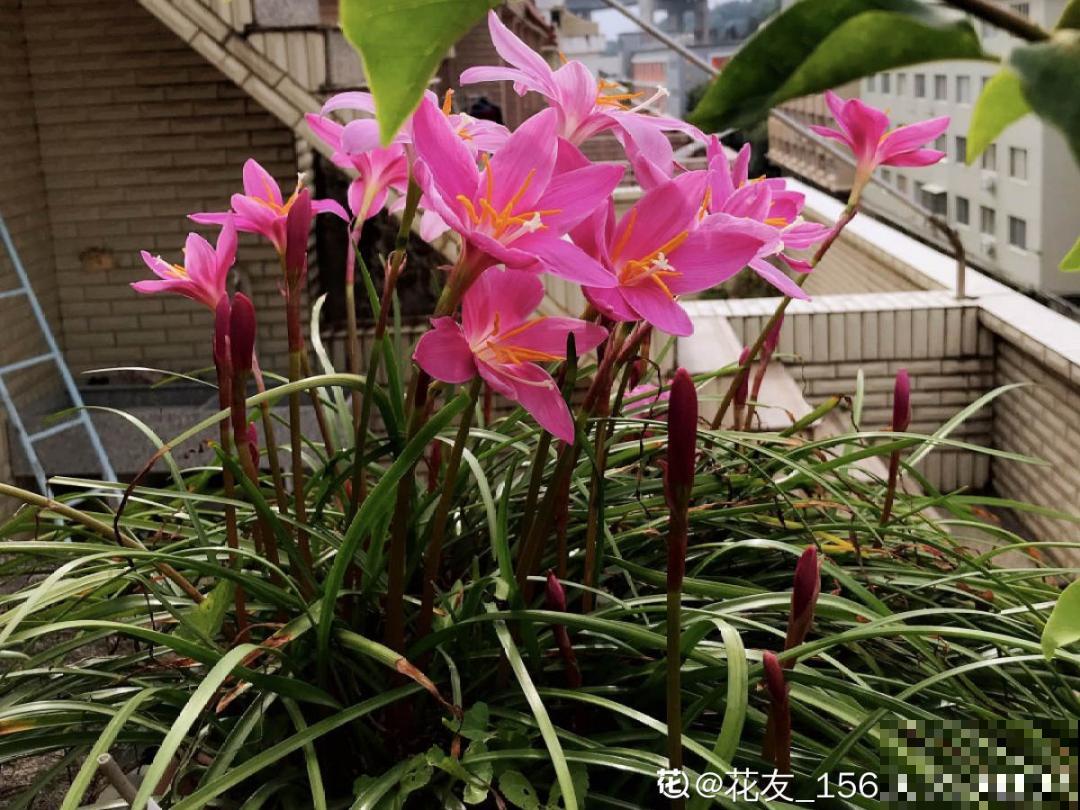 最爱淋雨的花,下雨天搬出去,长得更好 最爱淋雨的花,下雨天搬出去,长得更好