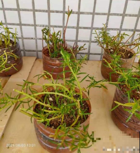 这4种果树，看到枝条扎土里，半月看见“萝卜根”