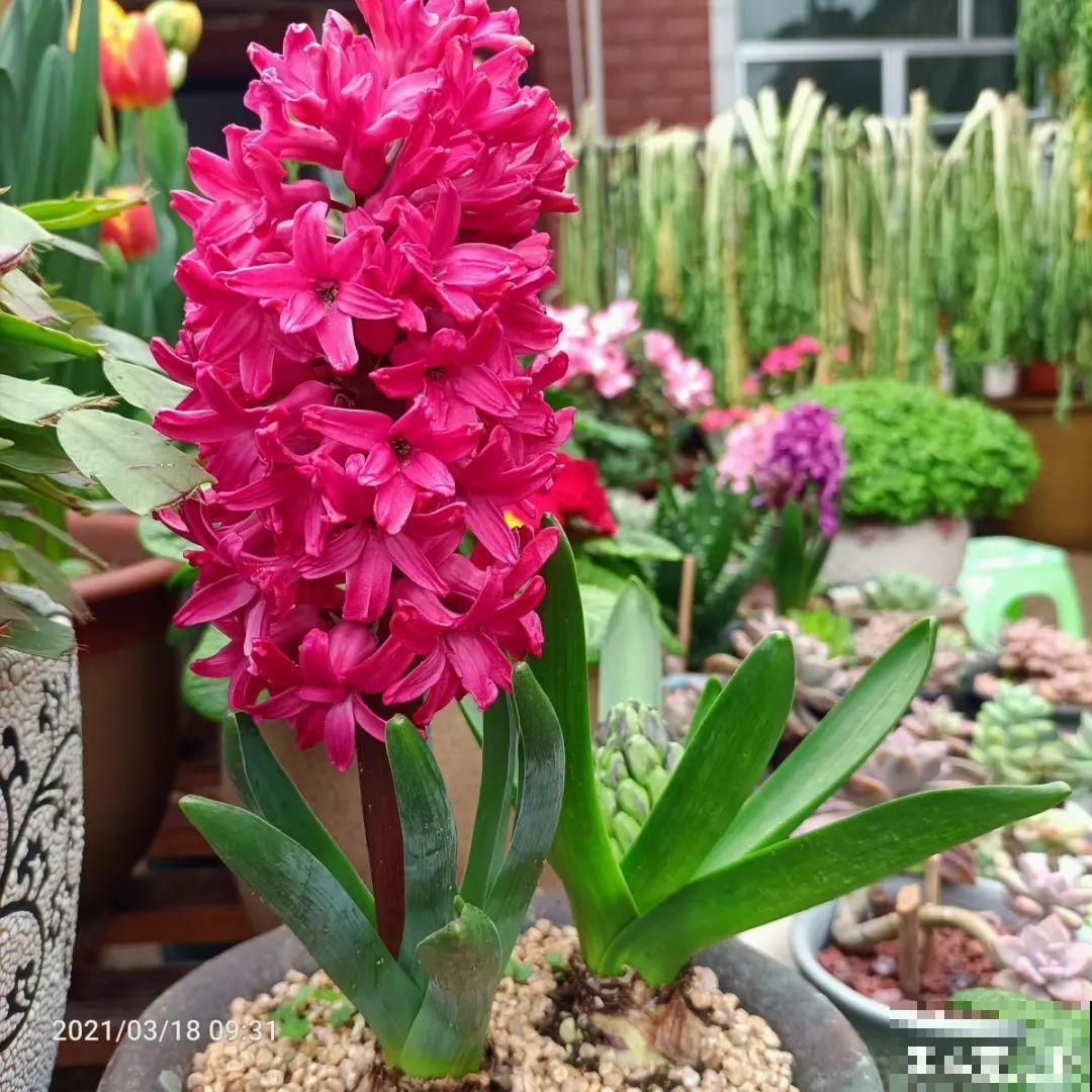 土里种个“洋葱球”,开出美艳花,香味飘满屋 土里种个“洋葱球”,开出美艳花,香味飘满屋