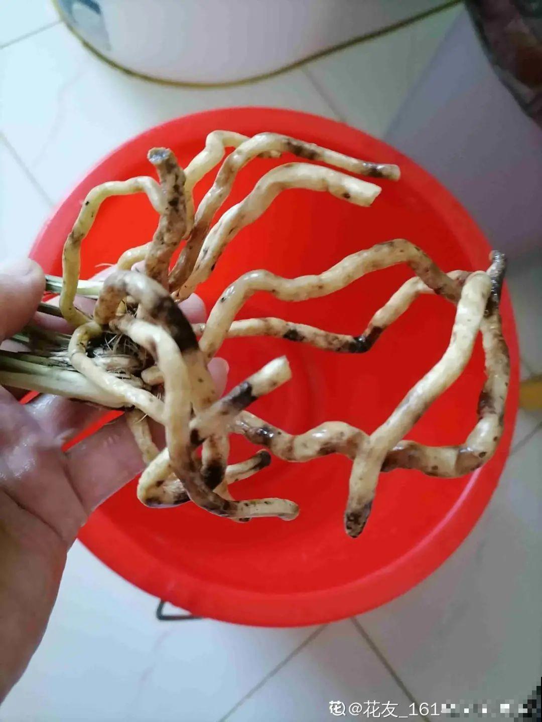 平时的“贵货花”,路边扔了一卡车,赶紧捡回家 平时的“贵货花”,路边扔了一卡车,赶紧捡回家