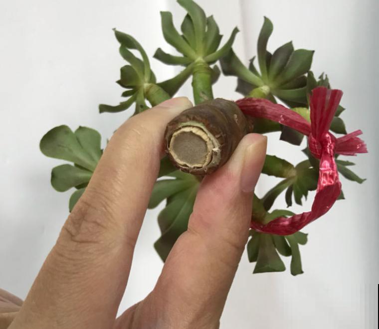 夏天养多肉,这3种情况不能忽略,不然多肉都死 夏天养多肉,这3种情况不能忽略,不然多肉都死