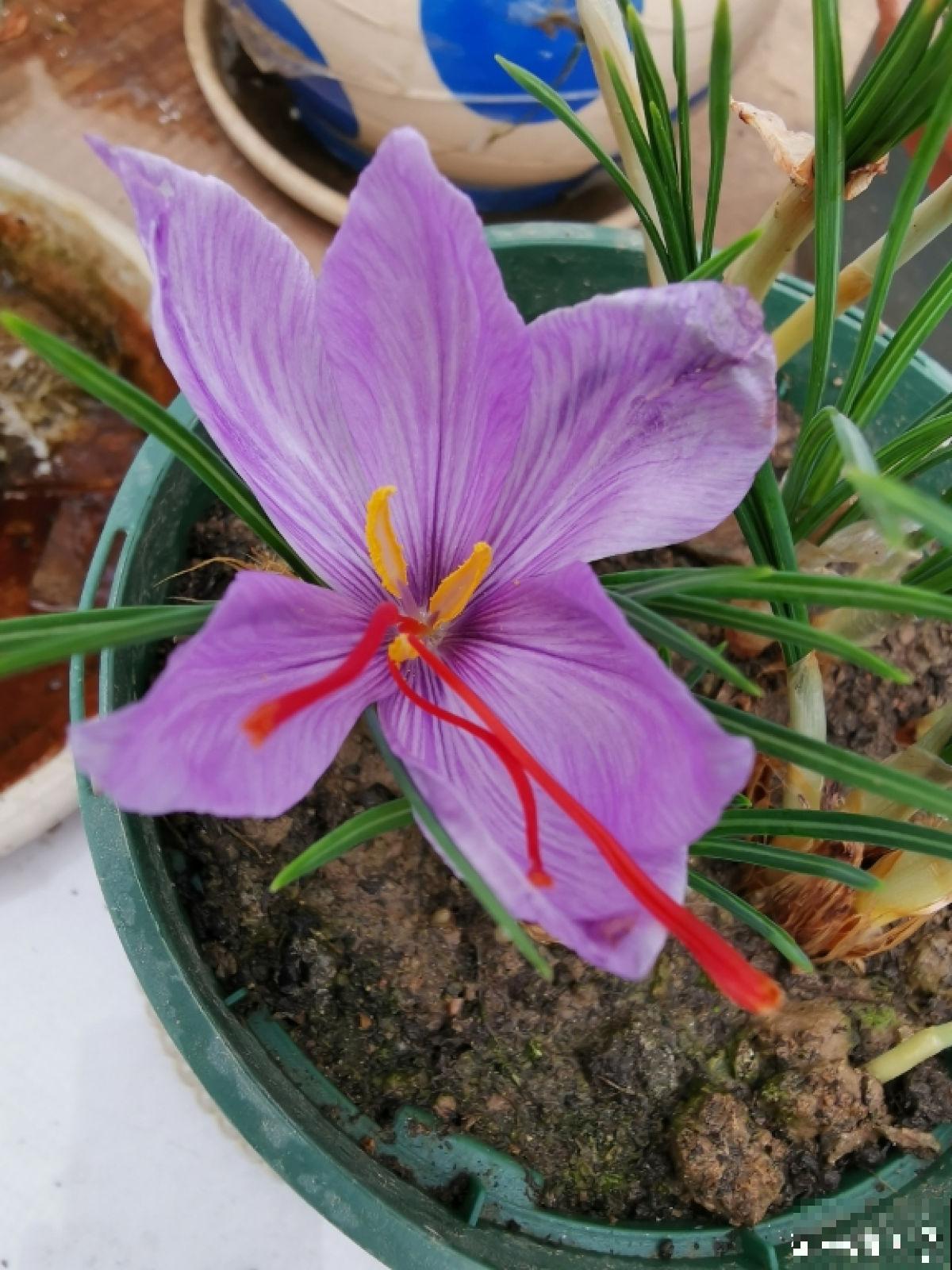 养花7年,居然找到了植物的“财富密码”,4种花“越养越赚钱” 养花7年,居然找到了植物的“财富密码”,4种花“越养越赚钱”