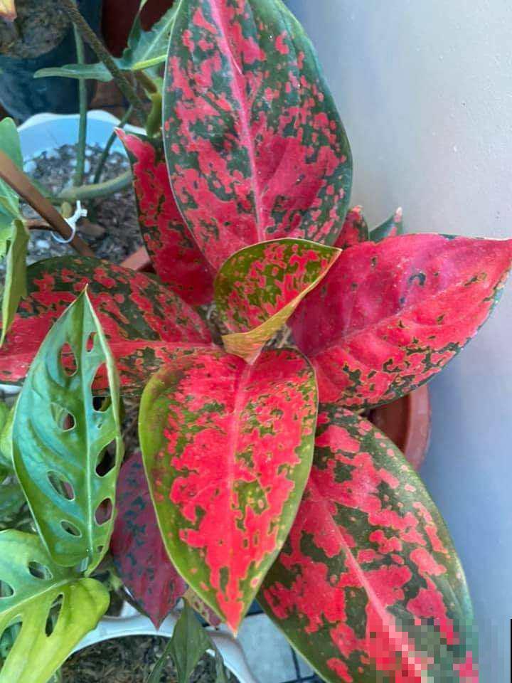 梅雨季养花，一定要注意5要点，不然花全涝死了