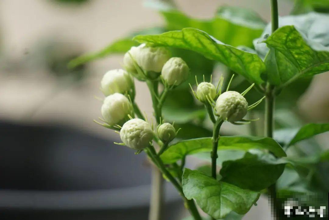 9种花，天热也要施肥，否则活不长，越养越差劲