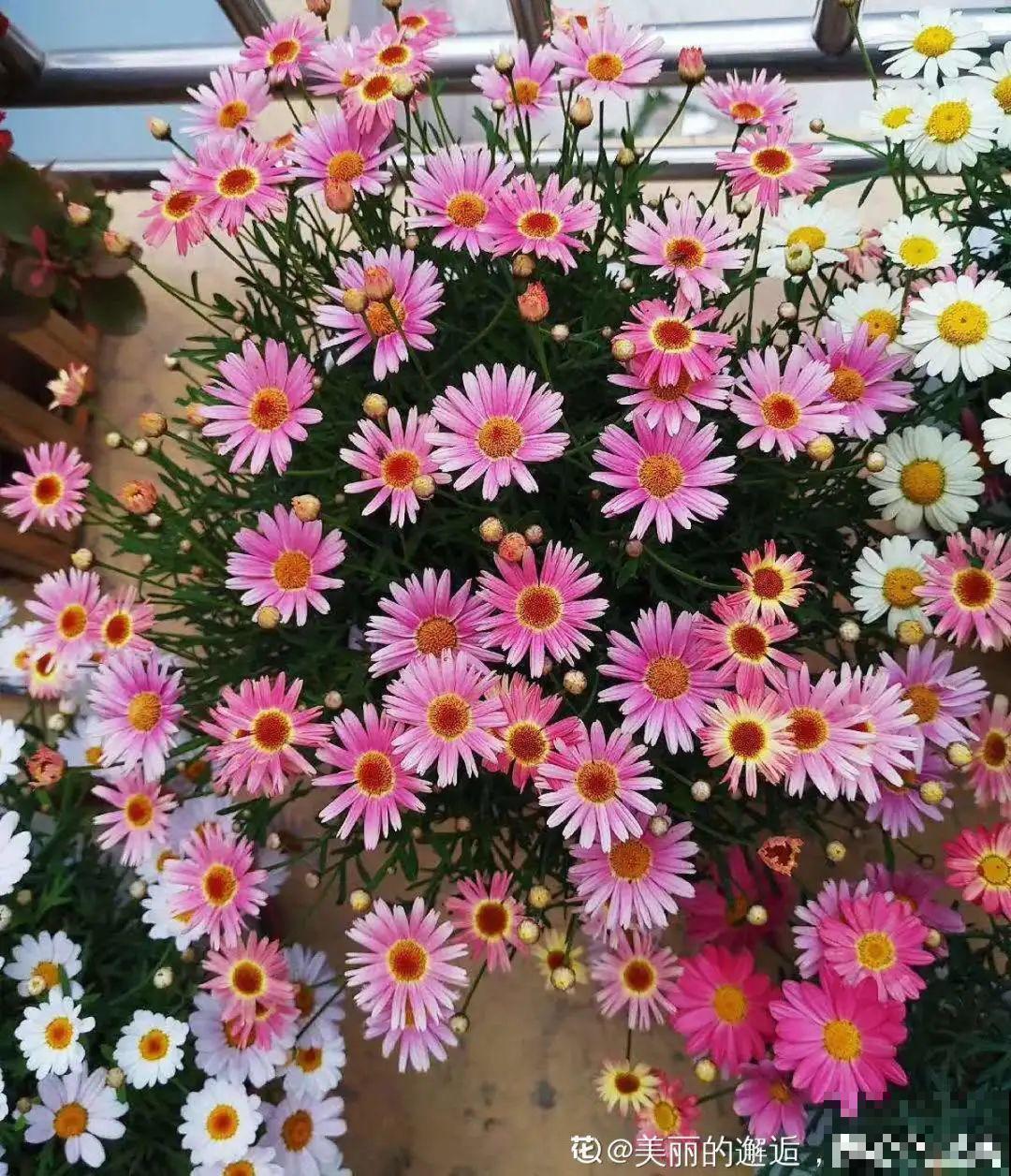 10种花最怕晒，搬进屋里养，不然要死光