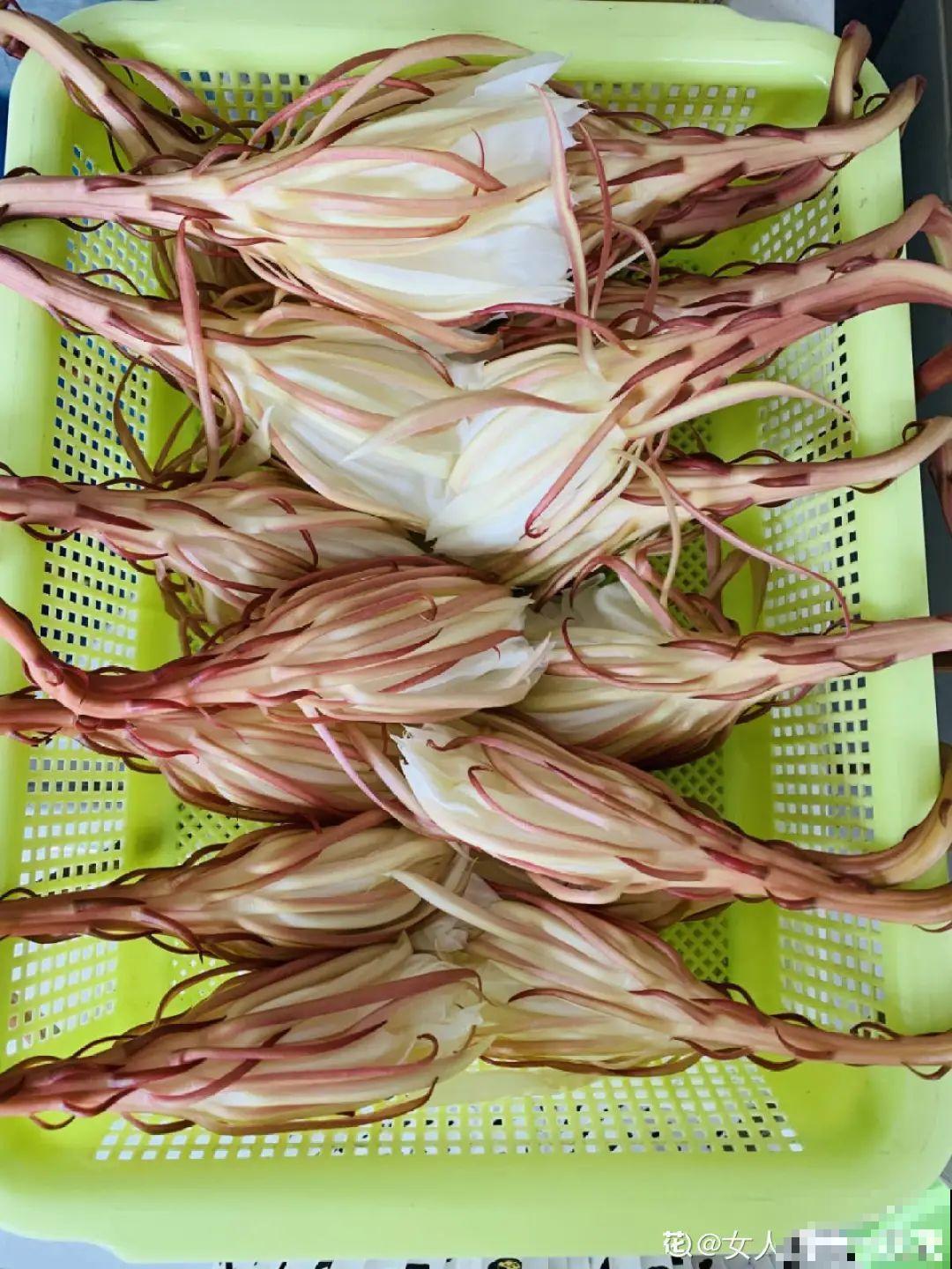 家门口的木槿花，裹上面炸一炸，外酥里嫩香喷喷