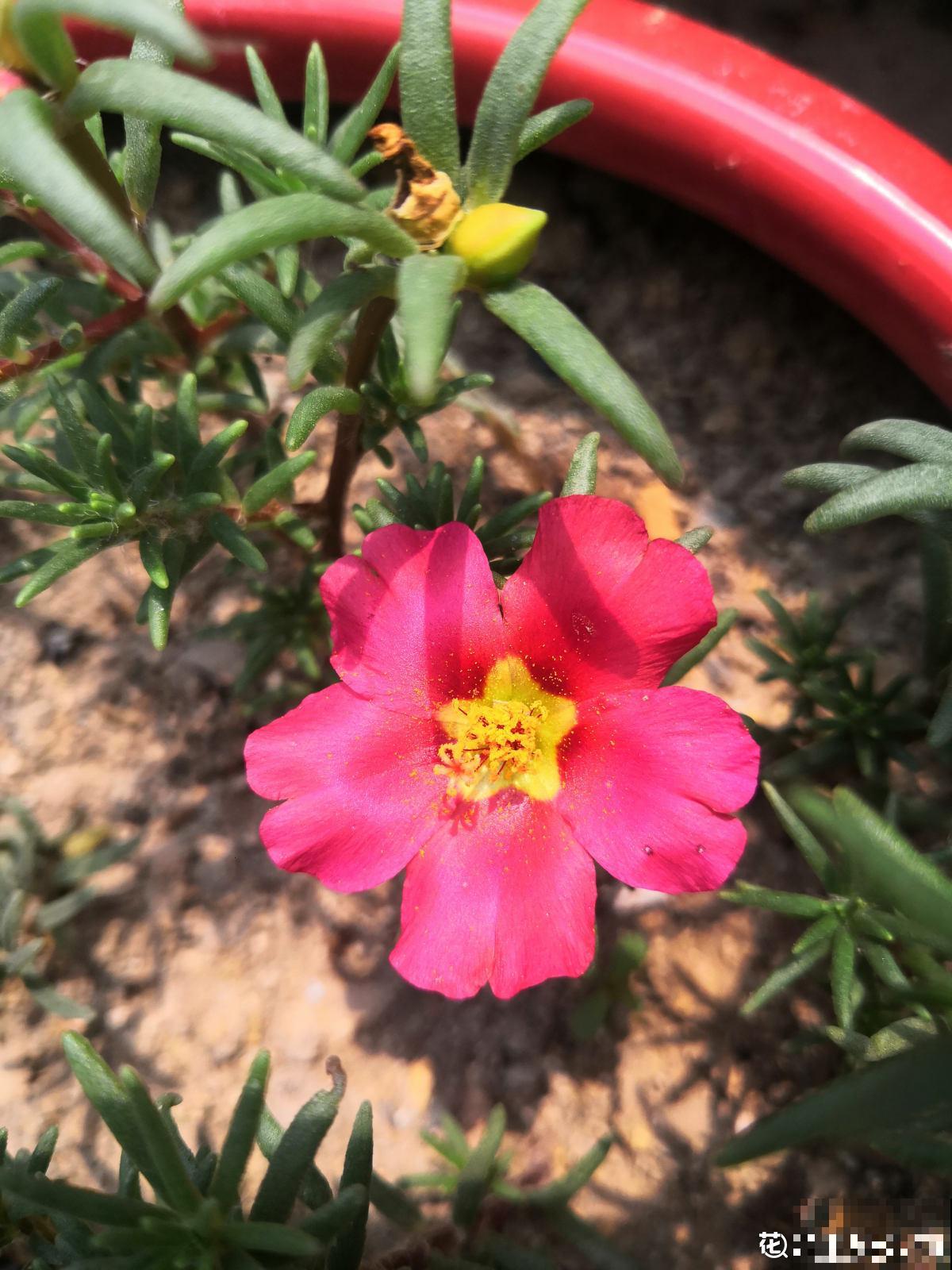 太阳花花期短，只需6步养护方法，让太阳花超长待机