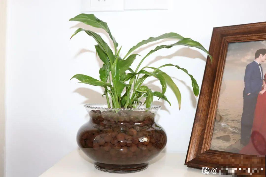 7种花，立秋后换盆，秋冬才能越养越好