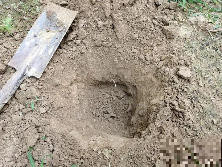 中国人最爱养的花，富贵又大气，养大门口特有面子！