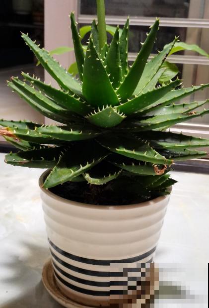 80种常见植物图解，出门识花不求人，倍儿有面子