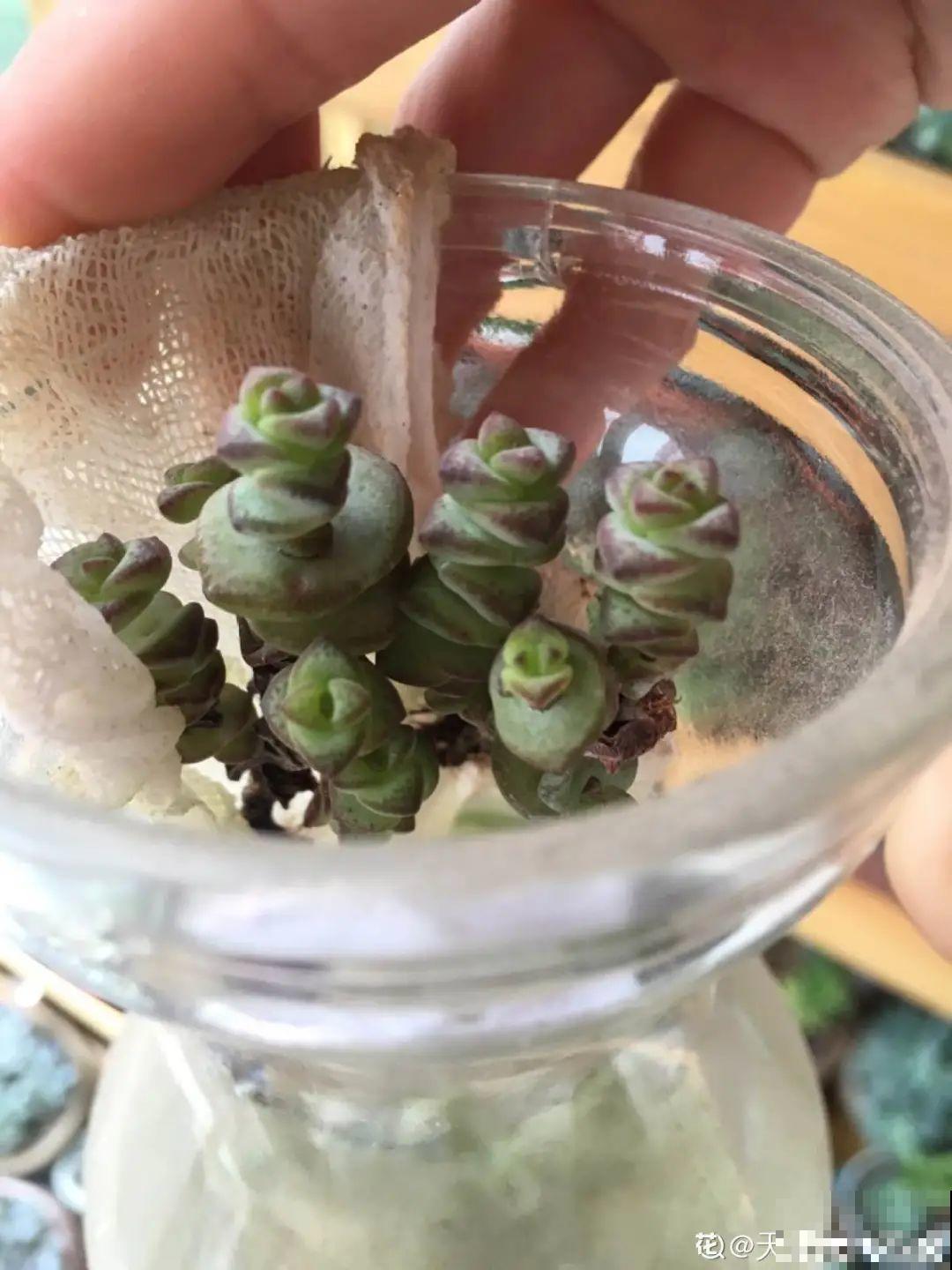 旧筷子、老干妈瓶别扔，拿来养花效果好，省下一笔养花钱