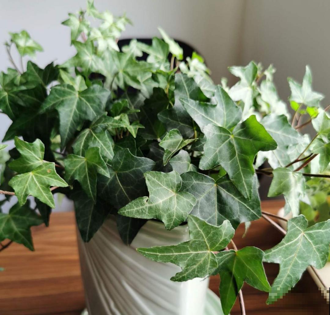 家里别只养绿萝,15种精致耐阴花,光照不好也能长很美 家里别只养绿萝,15种精致耐阴花,光照不好也能长很美